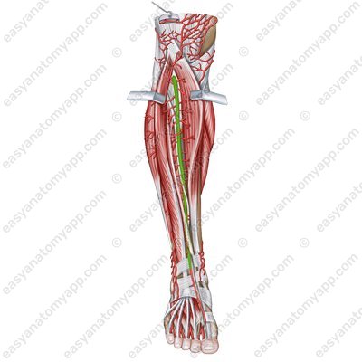 Tibial artery (a. tibialis anterior)